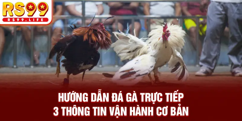 Hướng Dẫn Đá Gà Trực Tiếp - 3 Thông Tin Vận Hành Cơ Bản